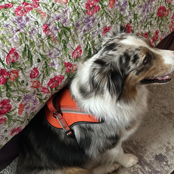 Large dog walking harness - Picture 3 of 6